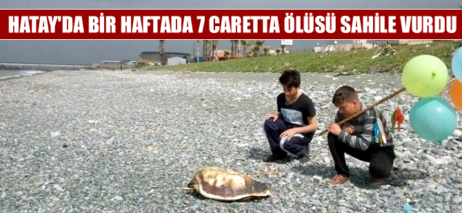 Hatay'da  bir haftada 7 caretta caretta ölüsü sahile vurdu