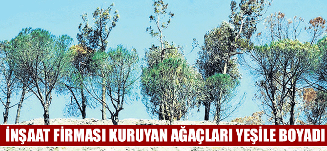 Bodrum'da inşaat firması kuruyan ağaçları yeşile boyadı