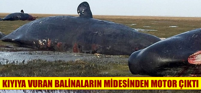 Kıyıya vuran balinaların midesinden araç motoru çıktı