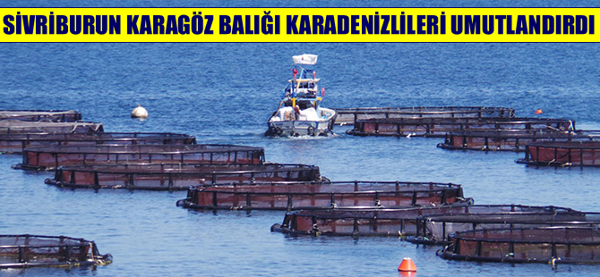 Ordu’da 50 ton Sivriburun Karagöz balığı üretildi
