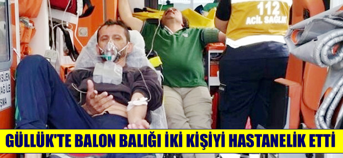 Güllük Körfezi'nde balon balığı iki kişiyi hastanelik etti