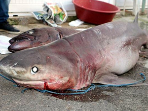 Alanya’da yabancıların gözdesi köpekbalığı eti