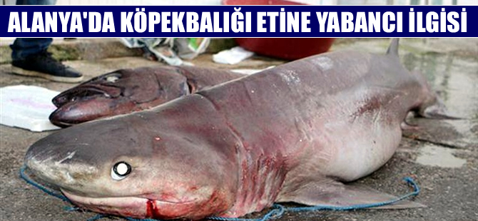 Alanya’da yabancıların gözdesi köpekbalığı eti