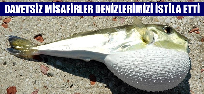 Zehirli Balon Balığı Ege'yi tehdit ediyor