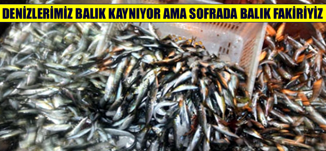 'Denizlerimiz balık kaynıyor ama sofrada balık fakiriyiz'