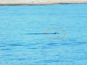 Manavgat Çayı'nda ilk kez Akdeniz foku görüntülendi