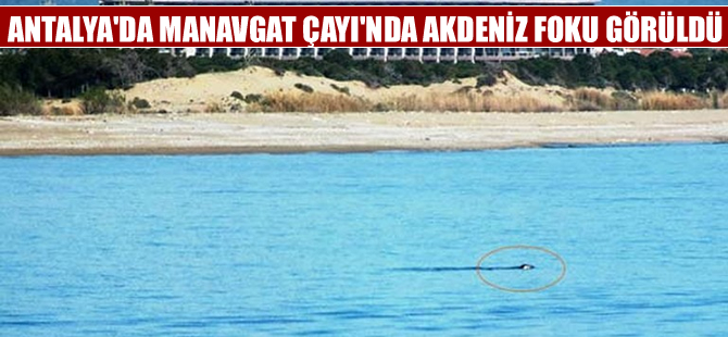Manavgat Çayı'nda ilk kez Akdeniz foku görüntülendi
