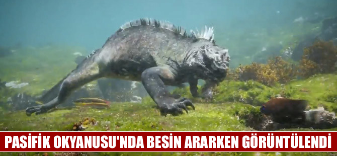 Deniz iguanası su altında besin ararken görüntülendi