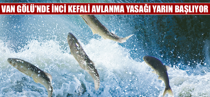 Van Gölü'nde İnci Kefali balığı avlanma yasağı başlıyor