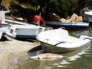 Bodrum'da denizde ölü Akdeniz foku bulundu