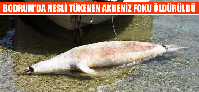 Bodrum'da denizde ölü Akdeniz foku bulundu