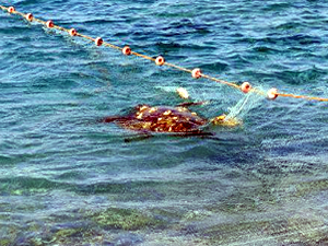 Antalya'da ağa takılan deniz kaplumbağası kurtarıldı