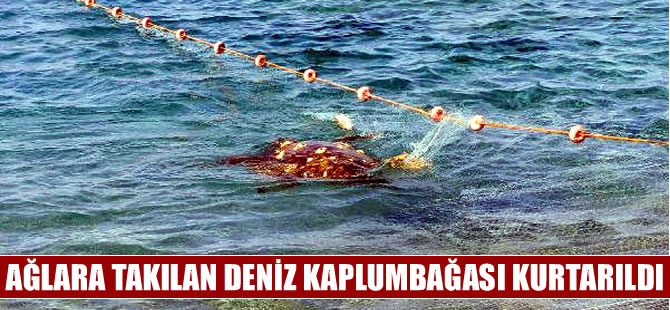 Antalya'da ağa takılan deniz kaplumbağası kurtarıldı
