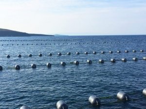 Çevreciler Marmara'da midye çiftliği kurulmasına karşı