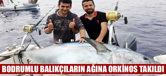 Bodrumlu balıkçılar orkinosla sevindi