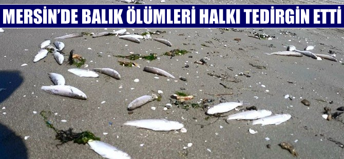 Mersin'de balık ölümleri halkı tedirgin etti