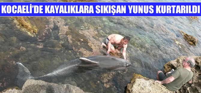 Kayalıklara sıkışan yunus kurtarıldı