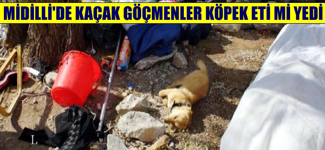 Şok iddia: Sığınmacılar Midilli'deki kampta köpek eti mi yedi?