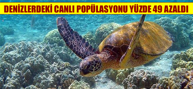 Denizlerdeki canlı popülasyonu yüzde 49 azaldı