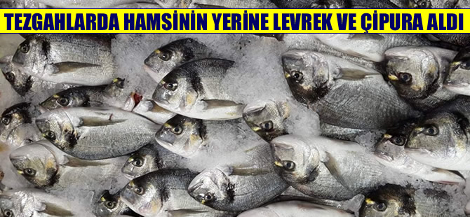 Tezgahlarda hamsinin yerini levrek ve çipura aldı