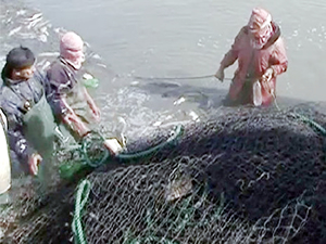 Petrol gelirlerini kaybeden IŞİD’in yeni gelir kaynağı: Balık