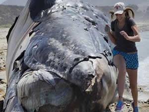 Kaliforniya'da tonlarca ağırlığındaki balina ölüsü sahile vurdu