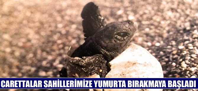 Caretta carettalar İztuzu sahiline yumurta bırakmaya başladı