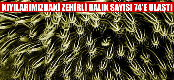 Türkiye sularında zehirli balık türü sayısı 74'i çıktı