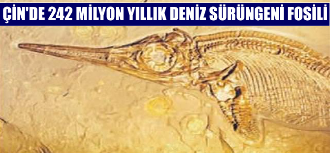 Çin'de 242 milyon yıllık timsah büyüklüğünde deniz sürüngeni fosili bulundu