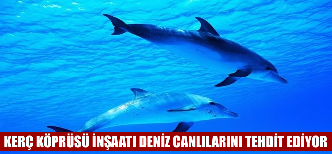 Kerç Köprüsü inşaatı deniz canlılarını tehdit ediyor