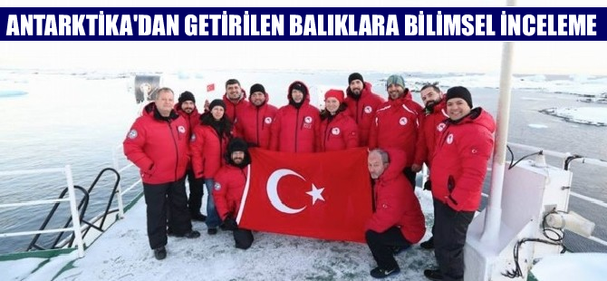 Antarktika'dan getirilen balık örneklerine bilimsel inceleme