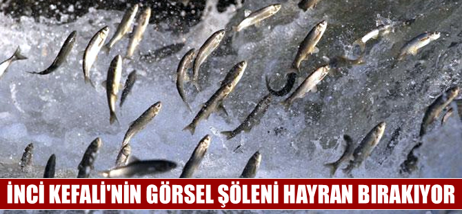Van Gölü'nde İnci Kefali'nin görsel şöleni başladı
