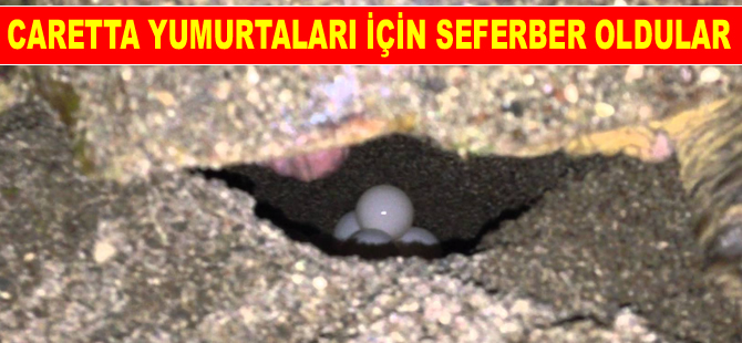 Aşışığı plajında 4 yıl aradan sonra ilk caretta caretta yuvası