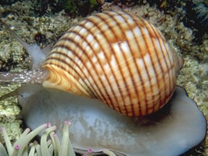 Deniz salyangozu kanser hastaları için umut oldu