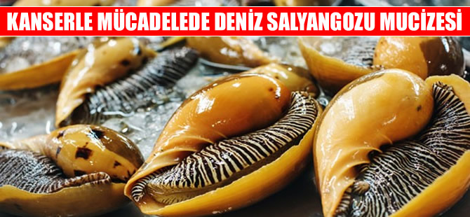 Deniz salyangozu kanser hastaları için umut oldu