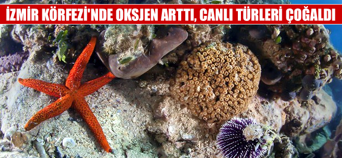 İzmir Körfezi’nde oksijen seviyesi artı, canlı türleri çoğaldı