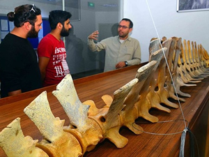 Balina iskeleti Muğla Sıtkı Koçman Üniversitesi'nde 2 yılda birleştirildi