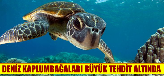 Deniz kaplumbağaları büyük tehdit altında