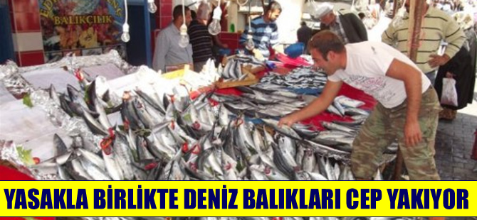 Tezgahta deniz balıkları fiyatıyla el yakıyor