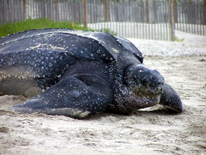 Mersin sahilinde ilk kez "Deri sırtlı deniz kaplumbağası" görüldü