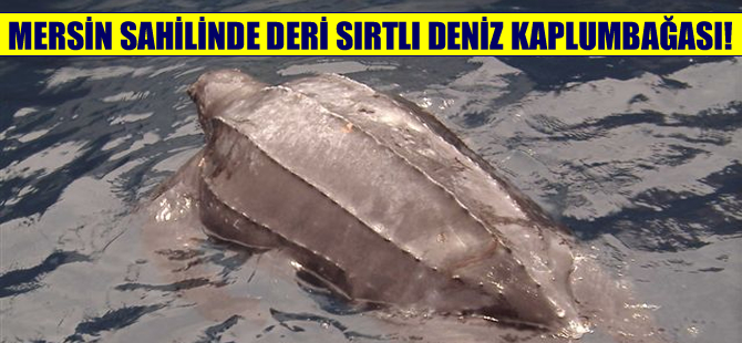 Mersin sahilinde ilk kez "Deri sırtlı deniz kaplumbağası" görüldü