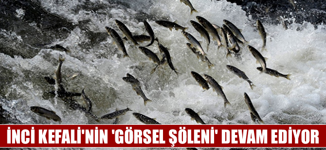 İnci kefalinin 'Görsel Şöleni" büyülüyor