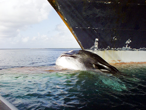 Nesli tükenmekte olan balinayı yolcu gemisi öldürdü