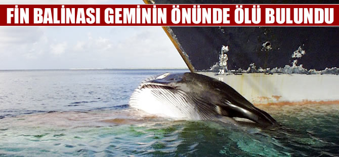 Nesli tükenmekte olan balinayı yolcu gemisi öldürdü