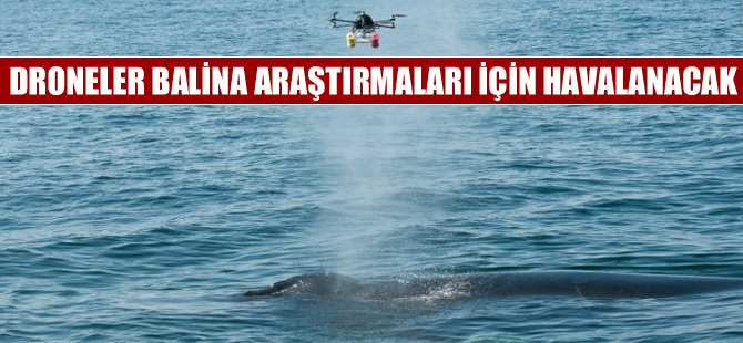 Droneler balina araştırmalarına katılacak