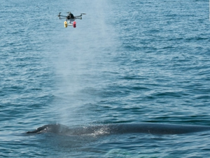 Droneler balina araştırmalarına katılacak