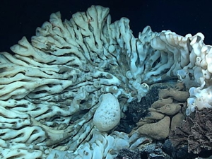 Minibüs büyüklüğünde deniz süngeri bulundu