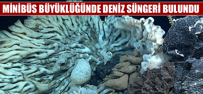 Minibüs büyüklüğünde deniz süngeri bulundu