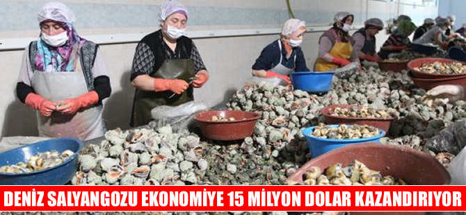 Deniz salyangozu ekonomiye 15 milyon dolar kazandırıyor