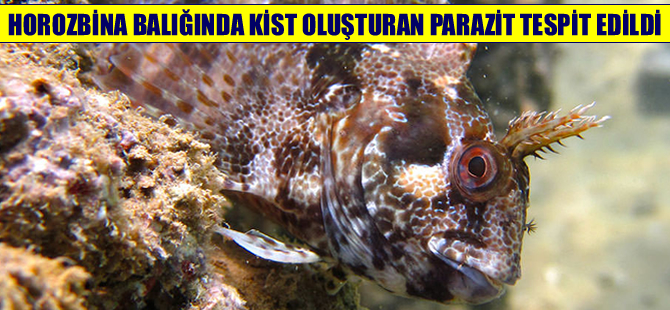 Horozbina balığında kist oluşturan parazit tespit edildi
